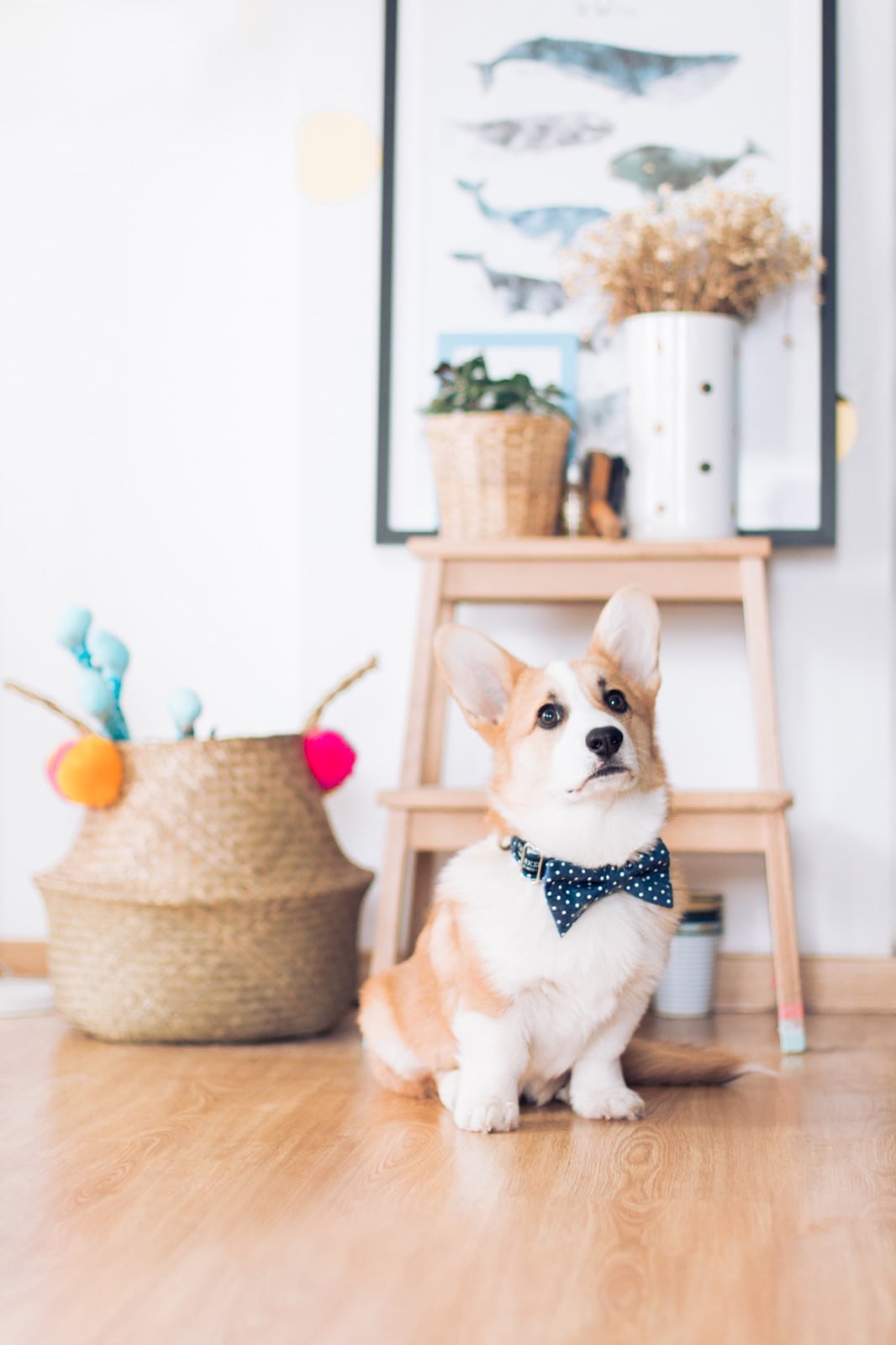 Avoir un chien en appartement - adoption, conseils, Corgi