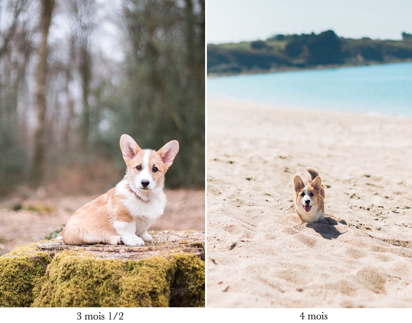 Avoir un chien en appartement - adoption, conseils, Corgi