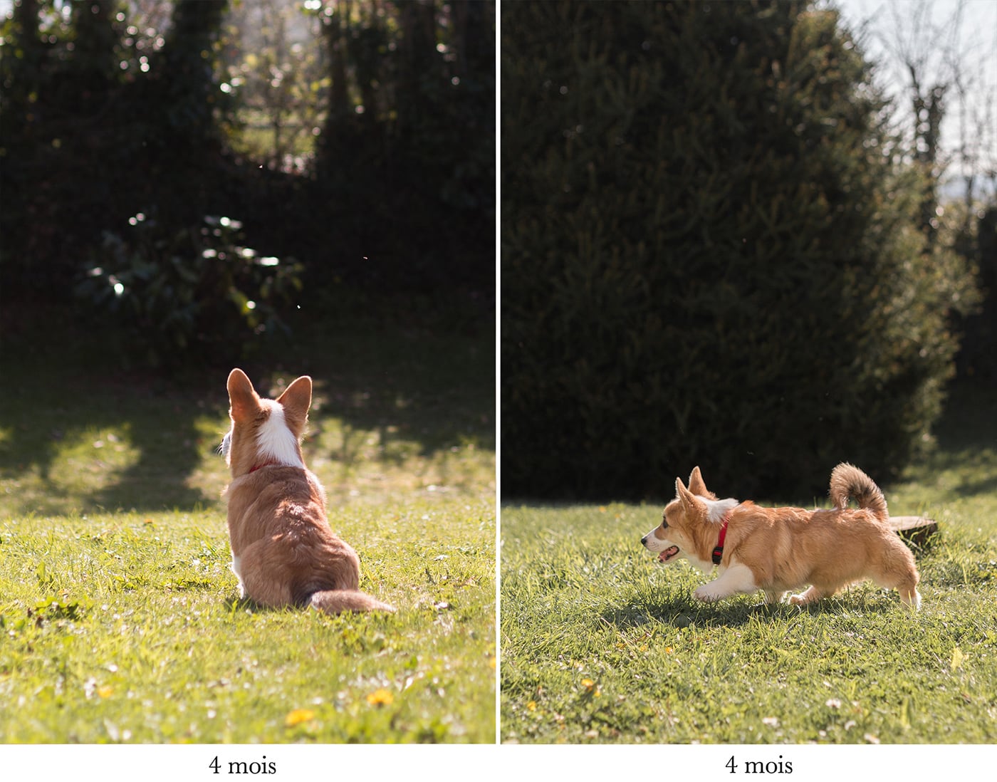 Avoir un chien en appartement - adoption, conseils, Corgi