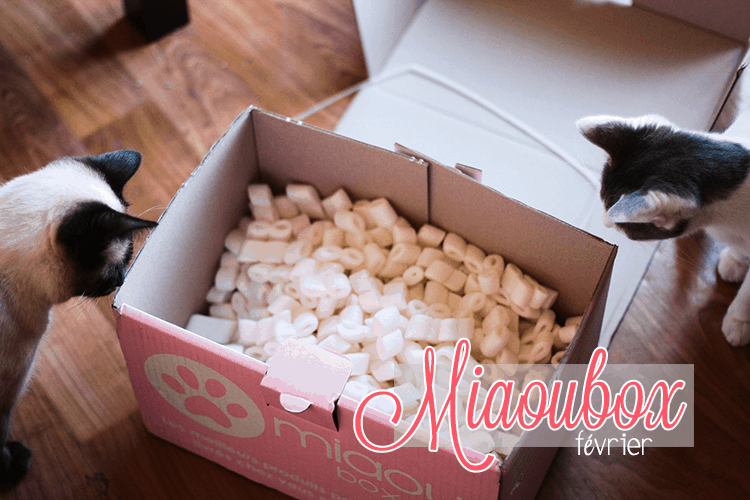 Le billet avec des chats dedans {Miaoubox}