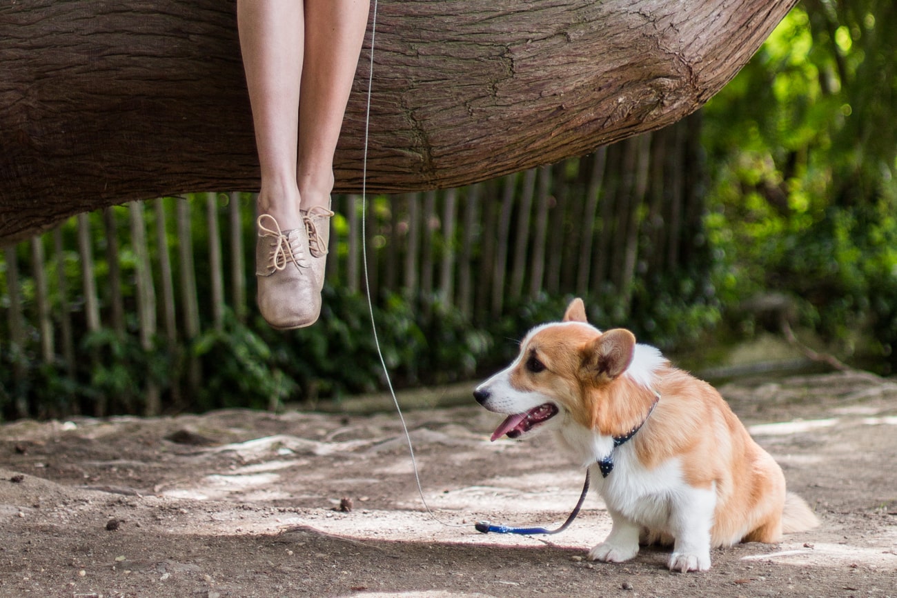 Un chien en appartement ? – le quotidien avec Newton : conseils, premiers mois…