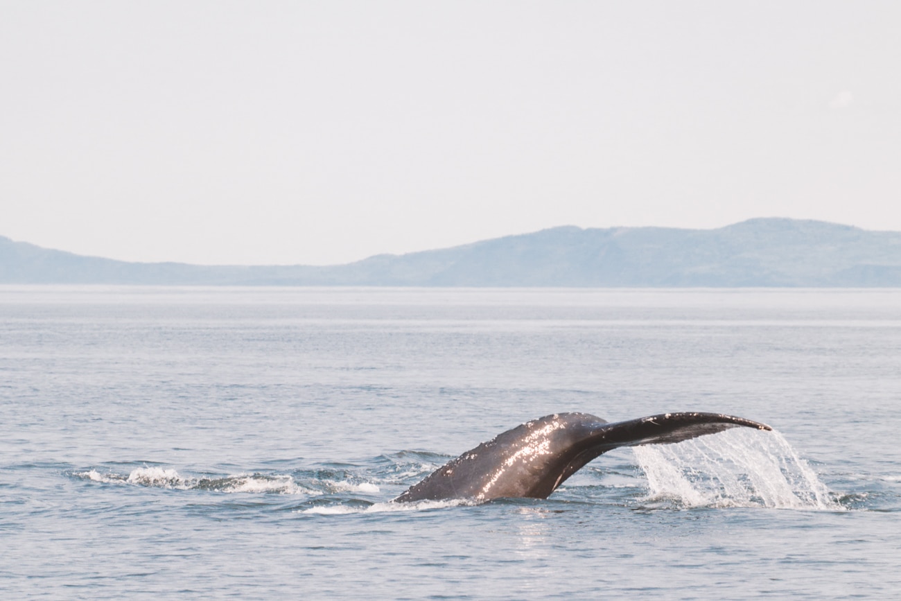 🍁 Carnet de bord Canadien #4 – Fjord du Saguenay & baleines